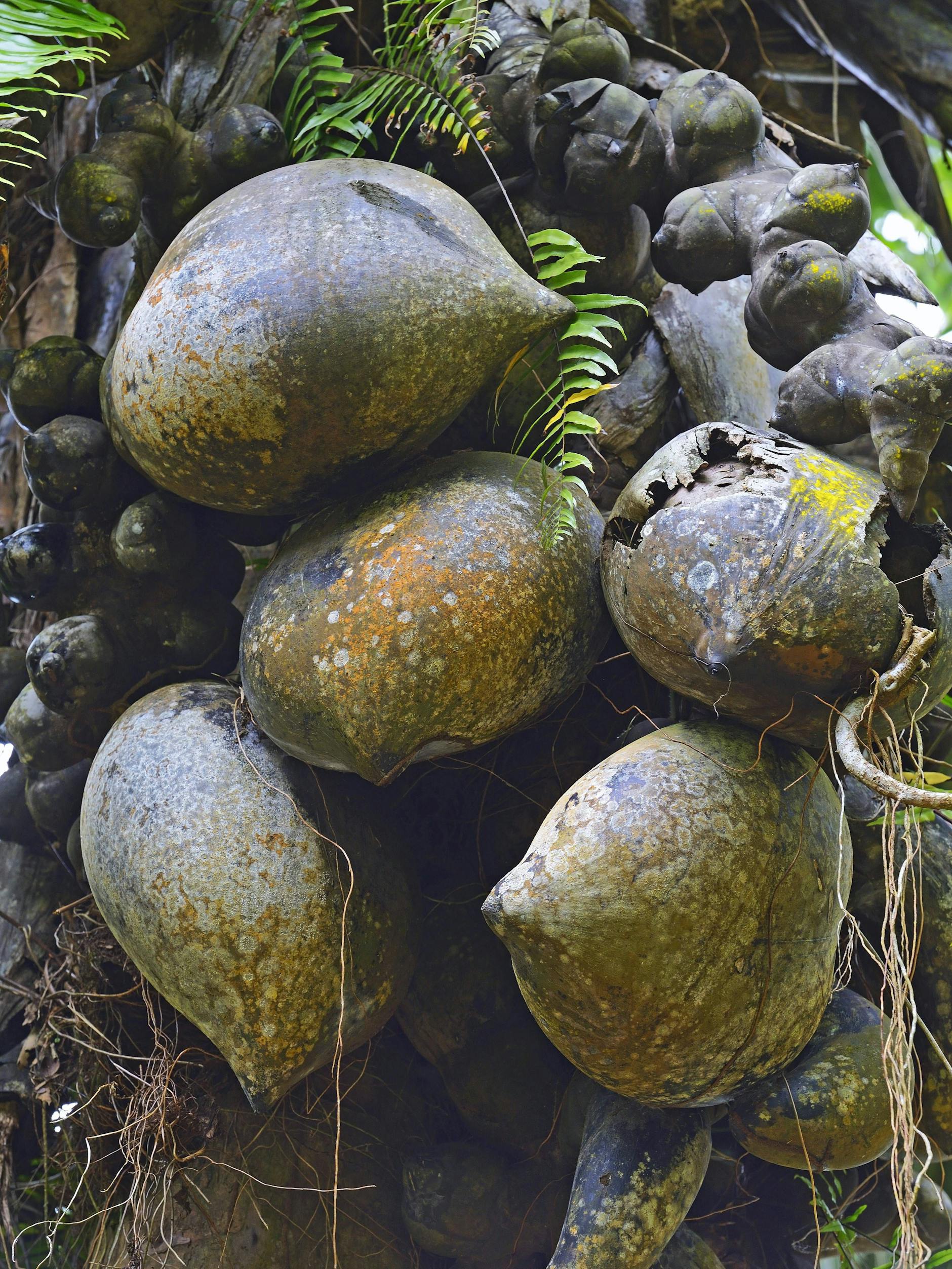 Einfach riesig: Die Seychellenpalme hat die größten Kokosnüsse der Welt.
