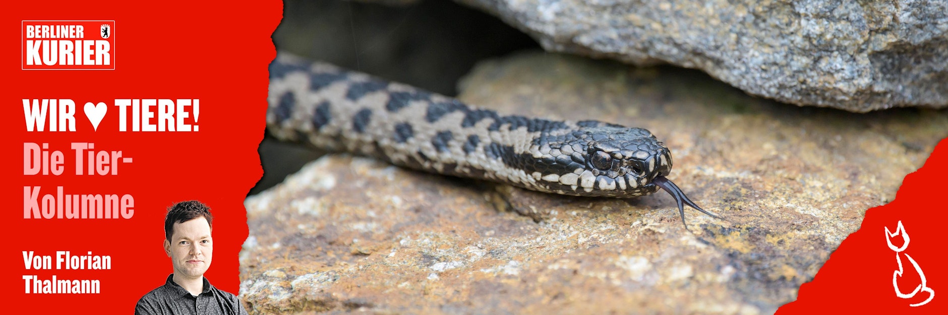 Kreuzottern sind faszinierende Tiere - aber sie können auch ganz schön beängstigend sein.
