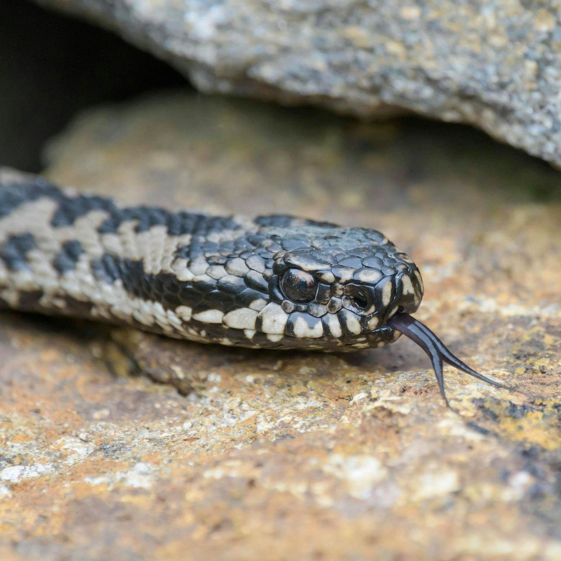 Sie haben Angst vor Schlangen? Dann sollten Sie diesen Text besser nicht lesen...
