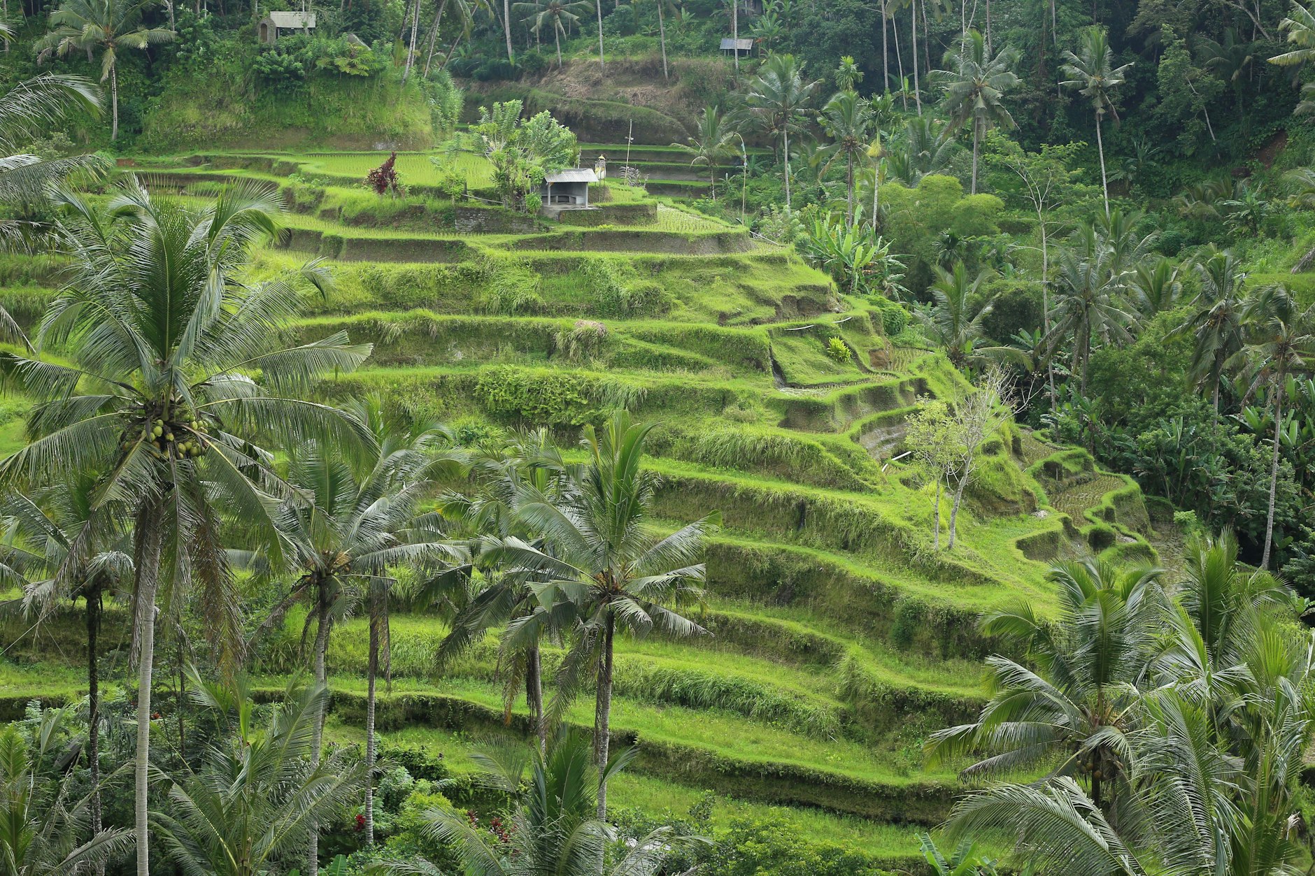 Die schönen Reisterrassen, genau. Aber manchmal muss man sich auf die Schönheit der Natur besinnen.