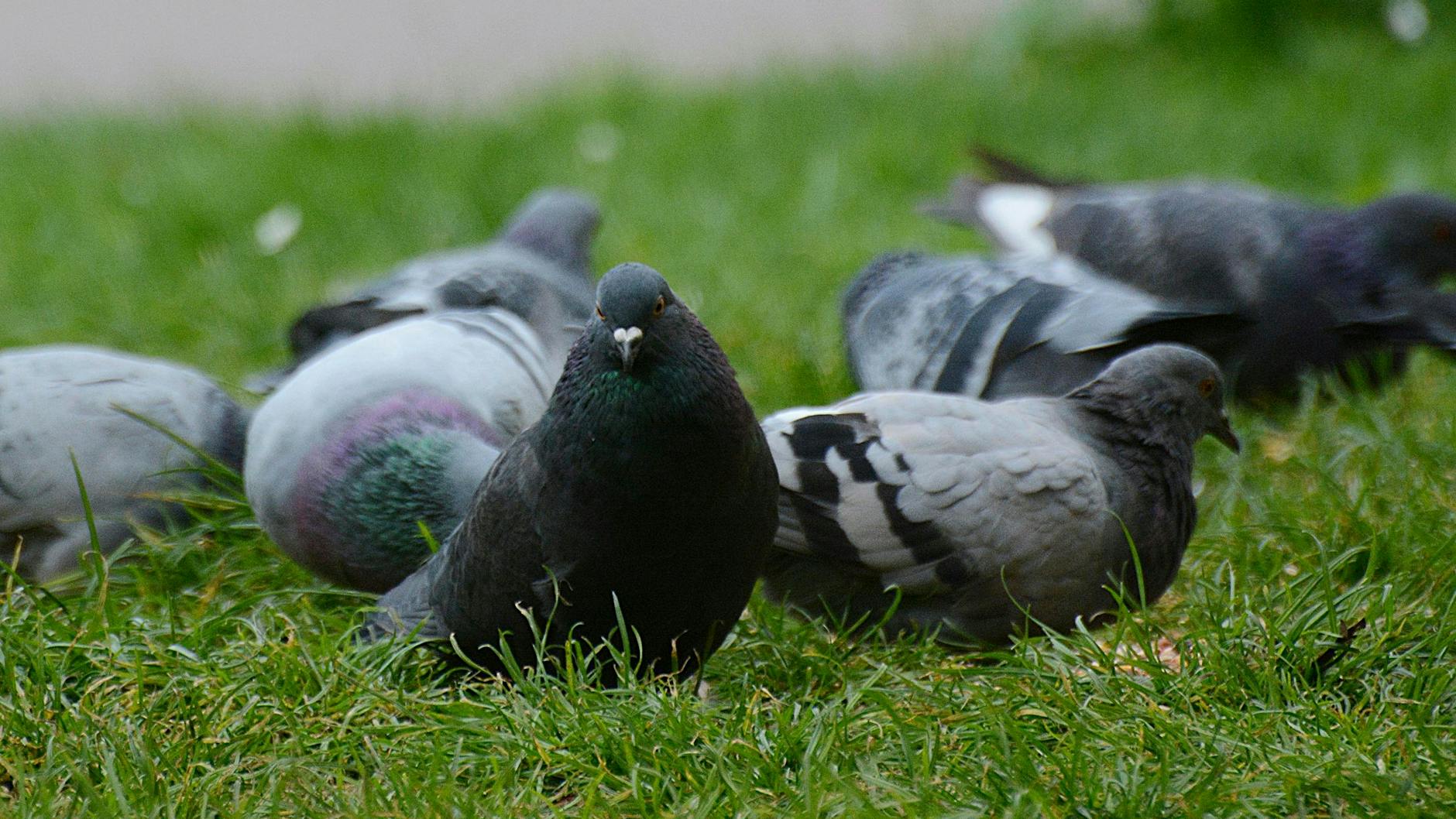 15.000 Stadttauben soll es in Berlin mindestens geben.