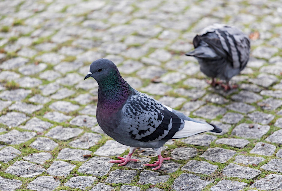 Schluss mit dem Hass auf Tauben: Sind sind individuell und sehr sozial