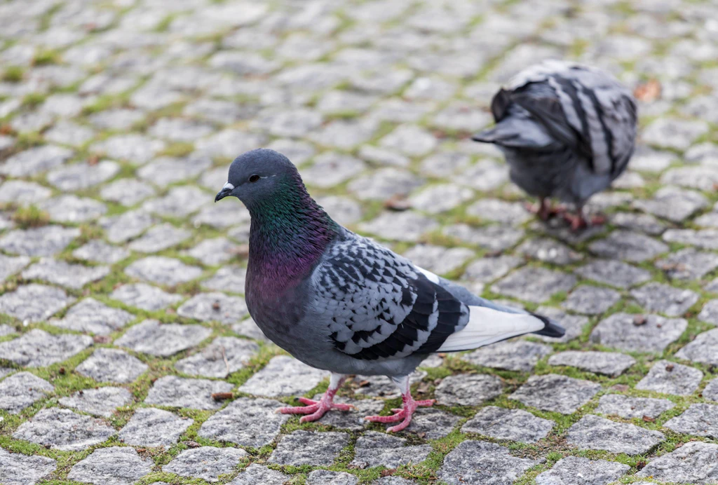 Schluss mit dem Hass! Warum es lohnt, Berlins Tauben zu lieben