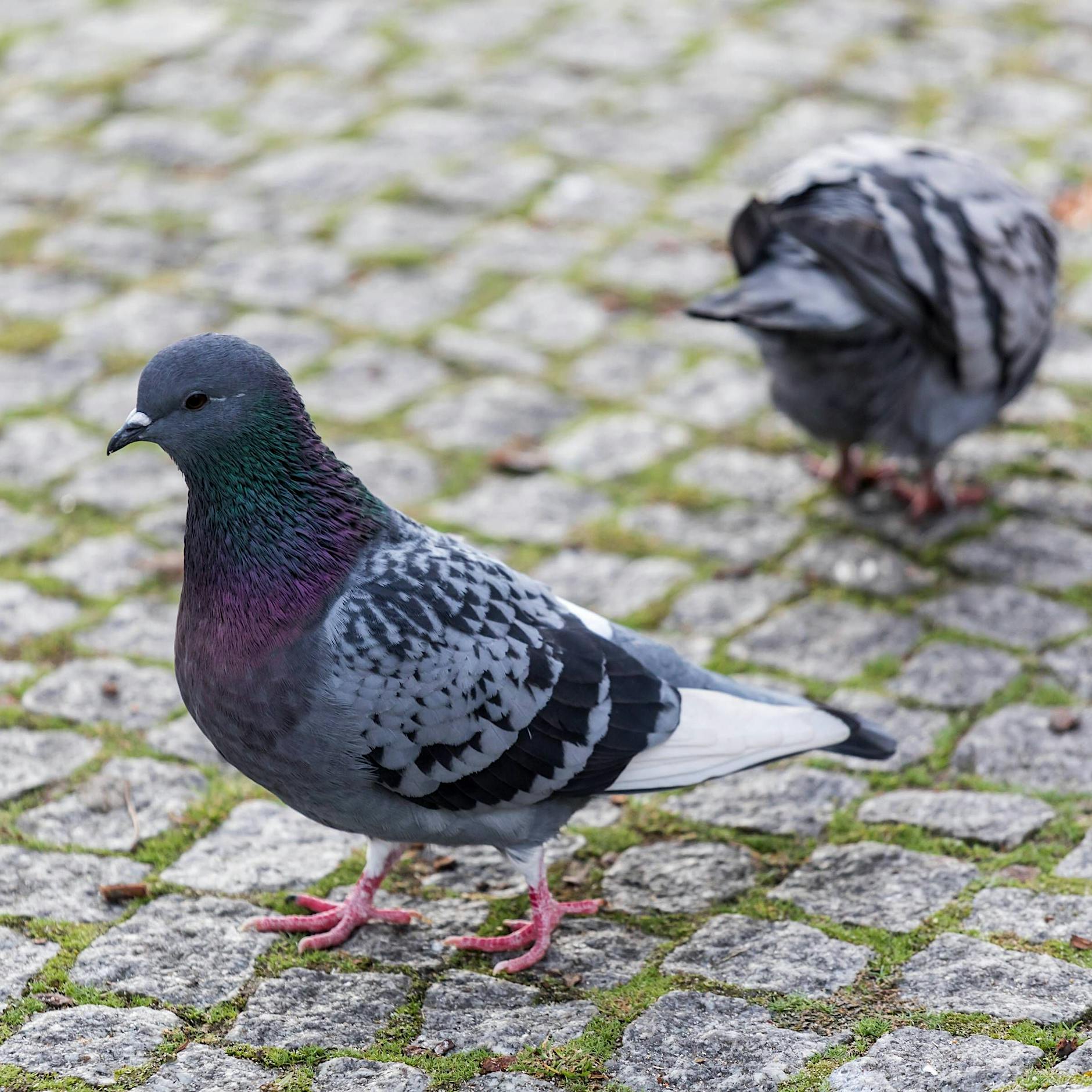 Schluss mit dem Hass! Warum es lohnt, Berlins Tauben zu lieben