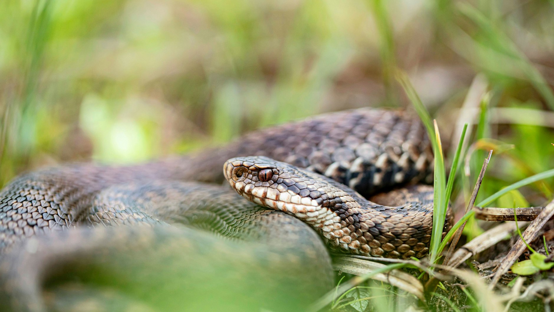 Kreuzottern sind giftig, aber es ist unwahrscheinlich, an ihrem Gift zu sterben.