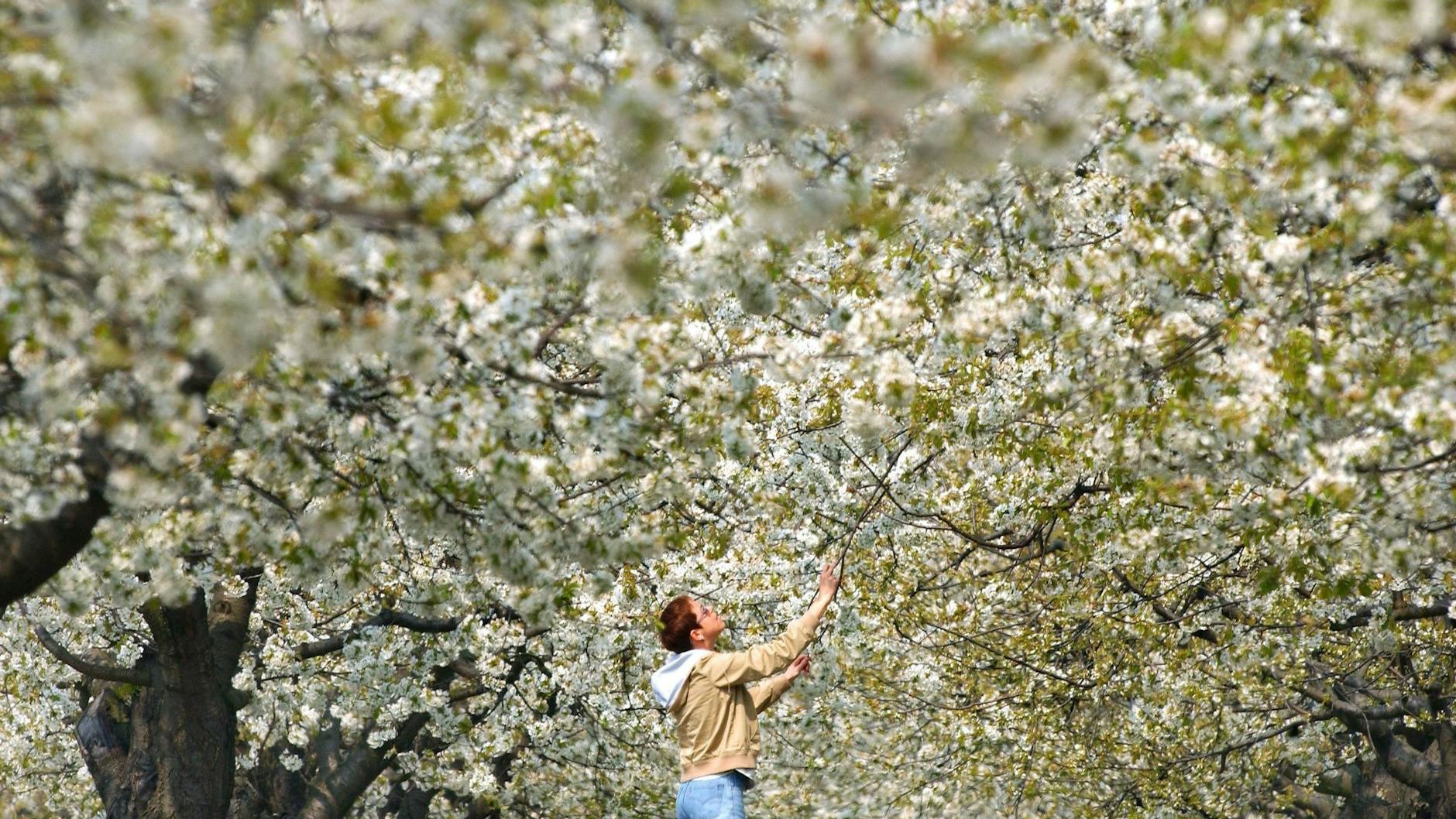 Fantastische Fülle: die Baumblüte in Werder (Havel).