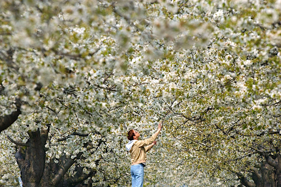Fantastische Fülle: die Baumblüte in Werder (Havel).