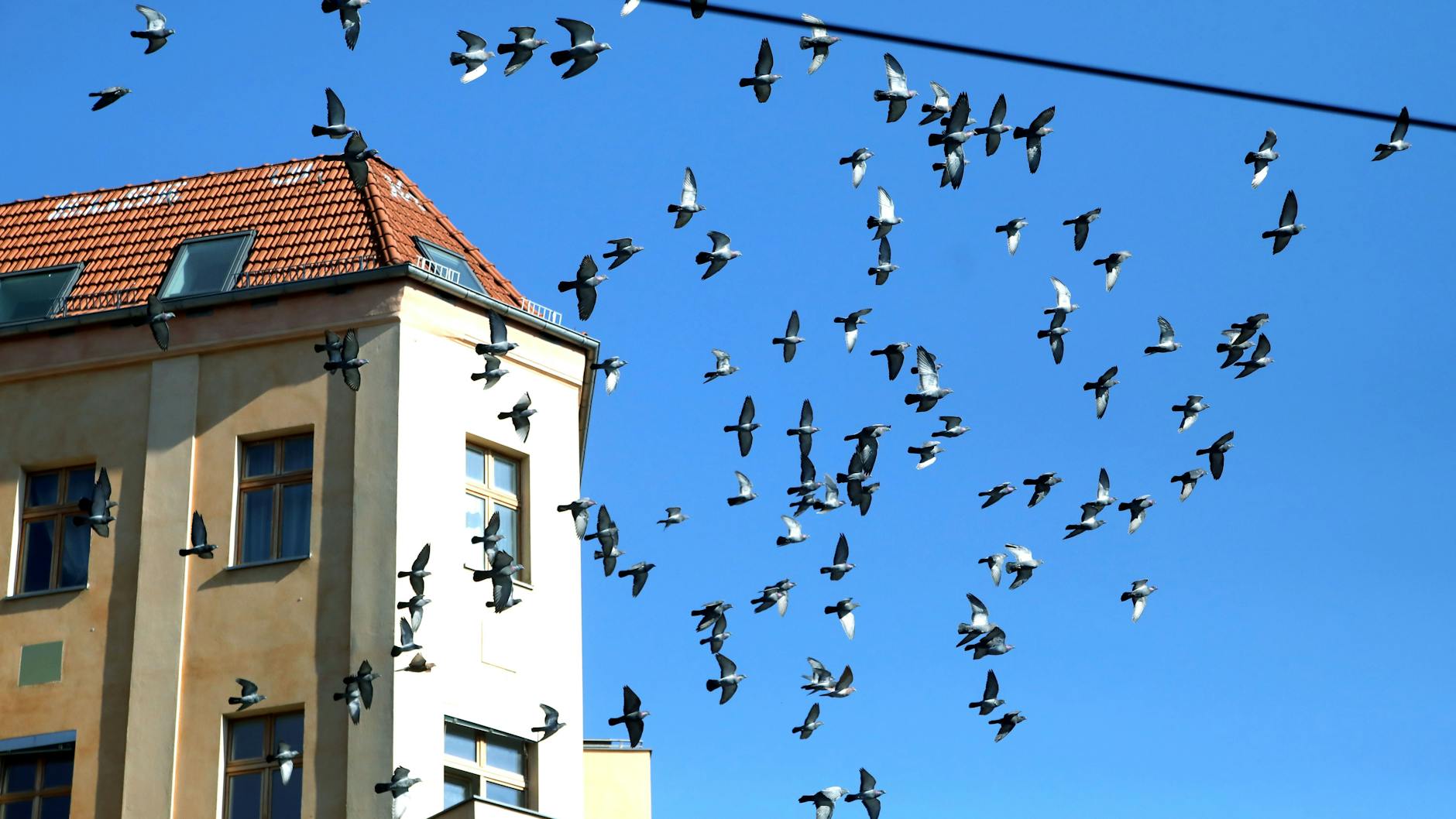 Tauben finden sich häufig im Berliner Stadtbild.