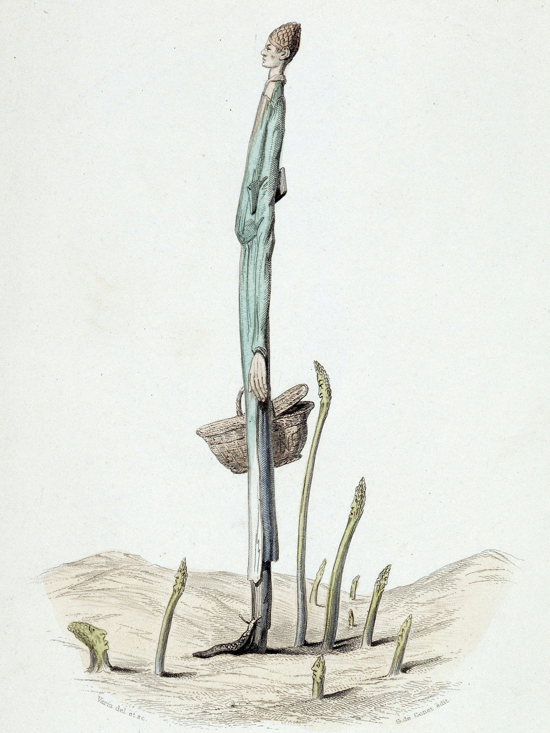 Spargel gilt als Phallusobjekt und Aphrodisiakum: Ein Mythos