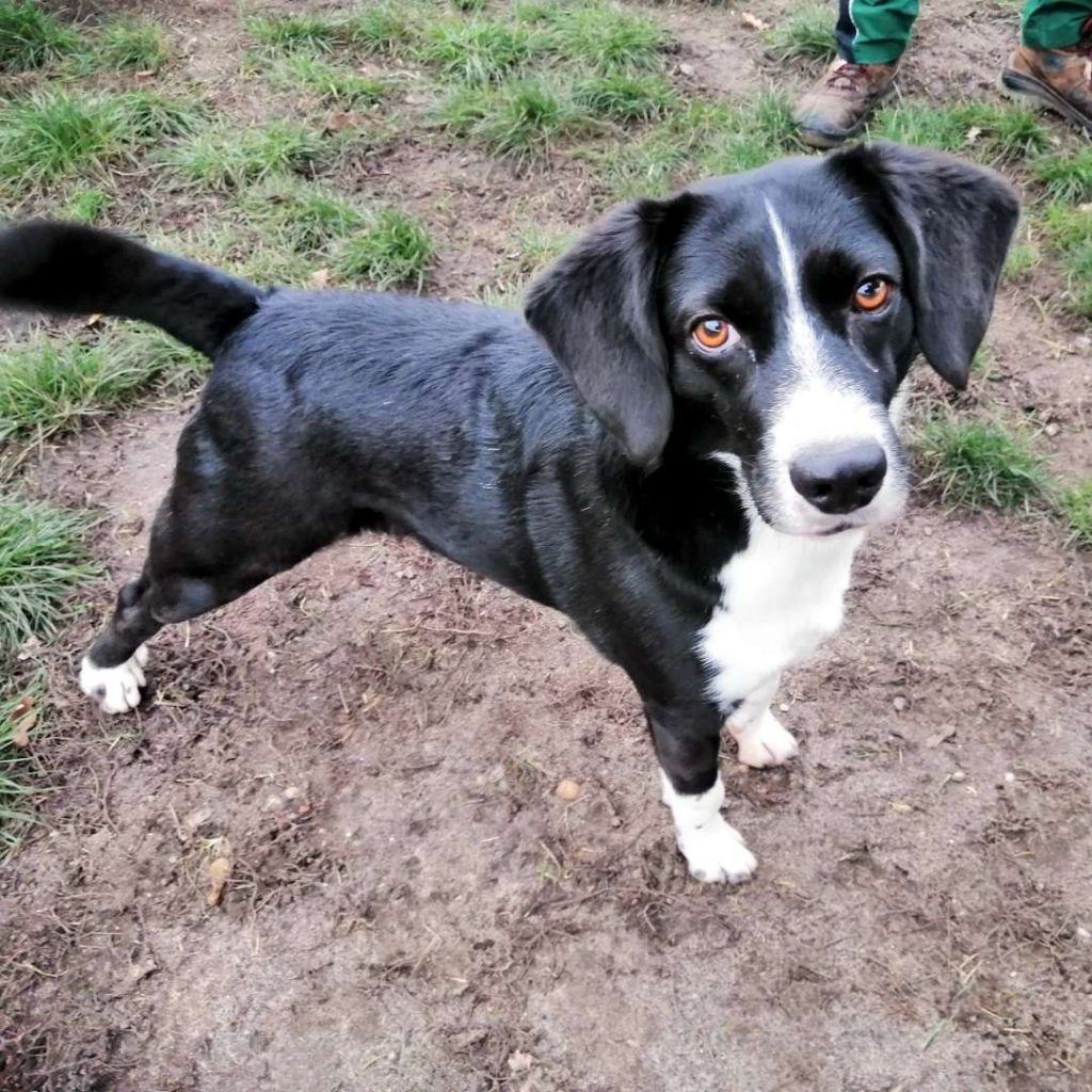 Traurige Tier-Geschichte: Armer, kleiner Leo! Dieser süße Hund kommt aus der Ukraine, hat schwere Zeiten hinter sich. Wer gibt ihm ein neues Zuhause?
