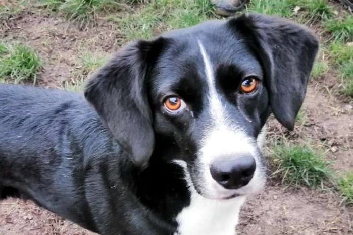 Leo lebt im Tierheim in Falkenberg, sucht momentan ein neues Zuhause.