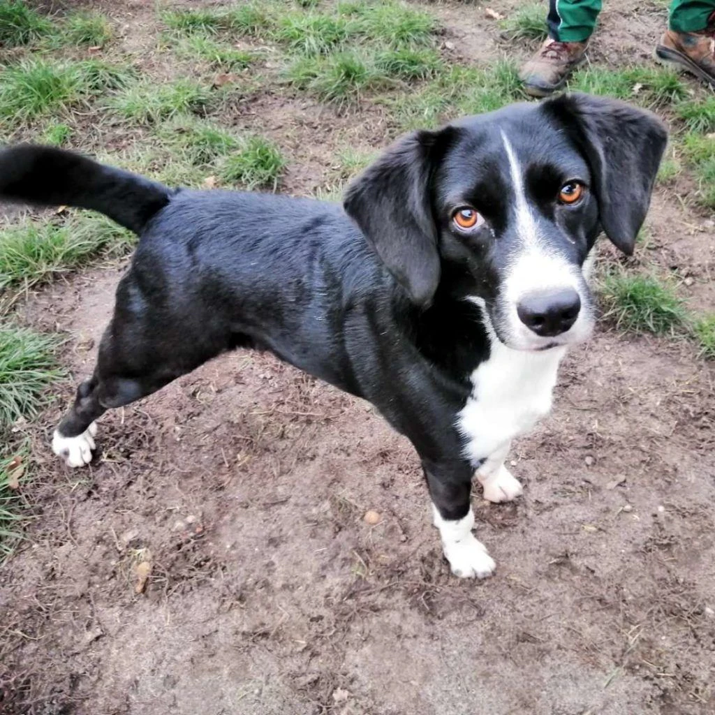 Traurige Tier-Geschichte: Armer, kleiner Leo! Dieser süße Hund kommt aus der Ukraine, hat schwere Zeiten hinter sich. Wer gibt ihm ein neues Zuhause?