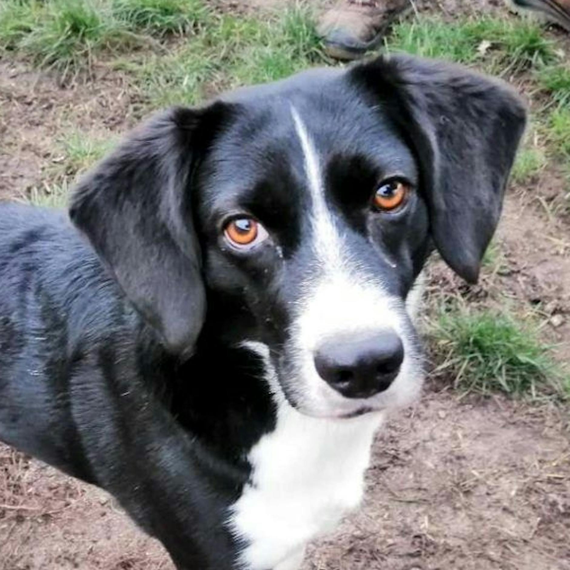 Traurige Tier-Geschichte: Armer, kleiner Leo! Dieser süße Hund kommt aus der Ukraine, hat schwere Zeiten hinter sich. Wer gibt ihm ein neues Zuhause?