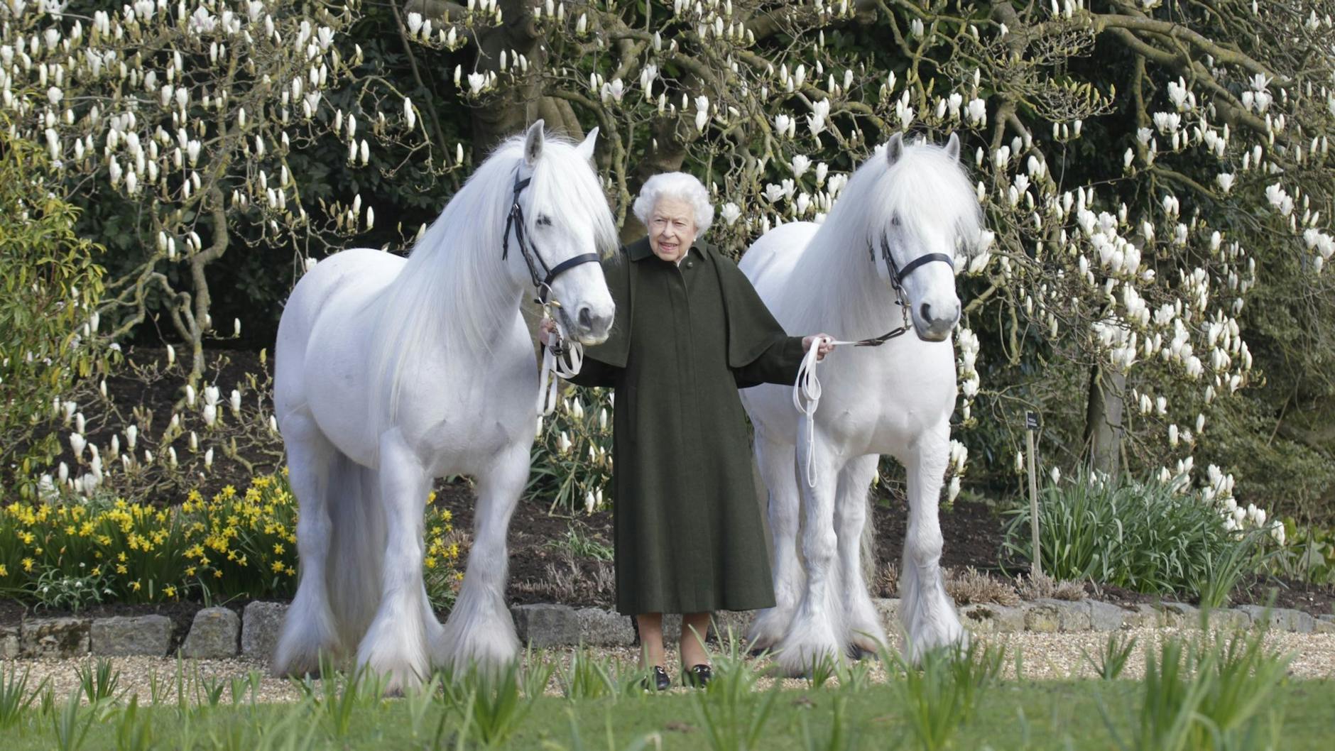 Königin Elizabeth II. zwischen ihren Fellponys Bybeck Nightingale (r.) und Bybeck Katie.