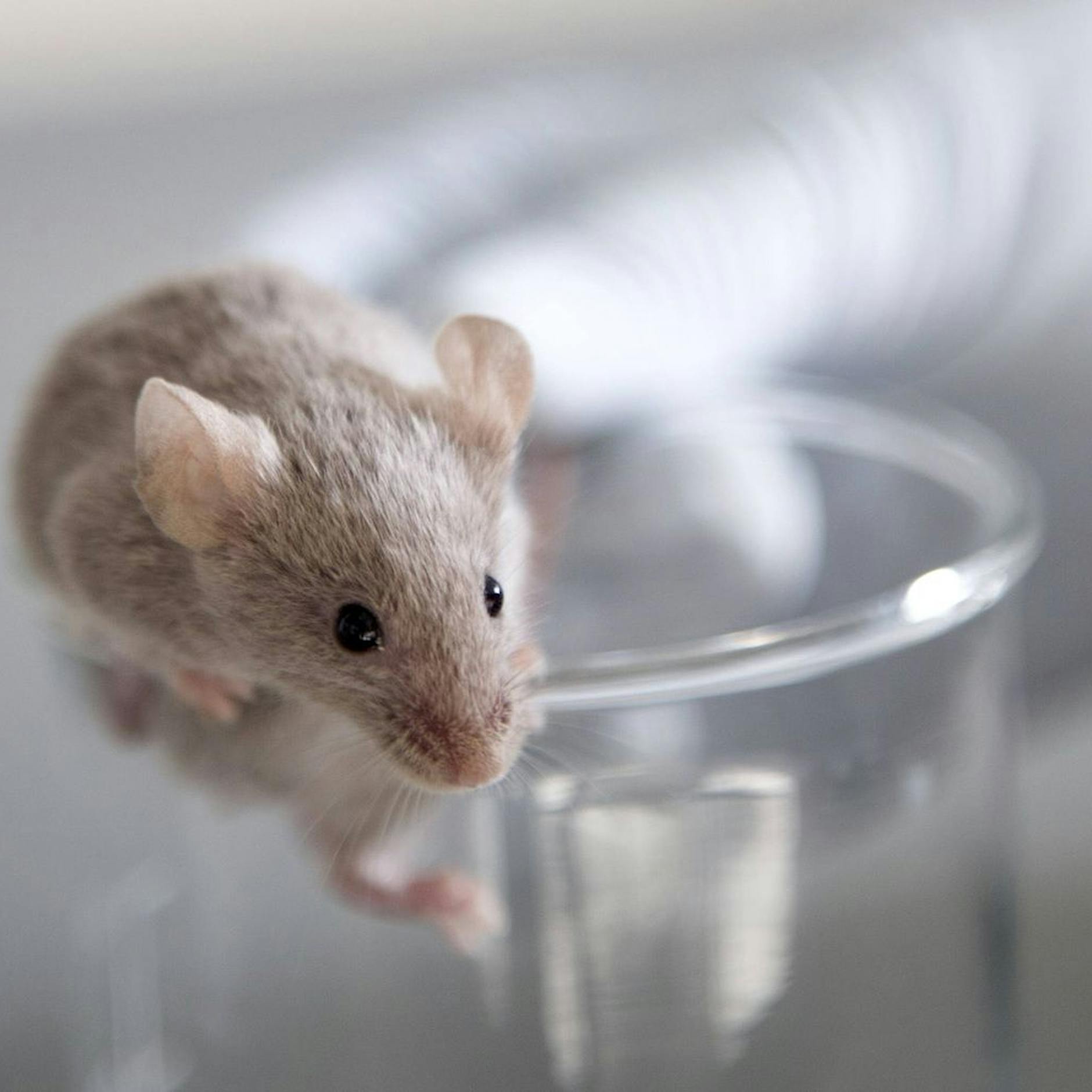 Krebsforscher halten Tierversuche für unverzichtbar