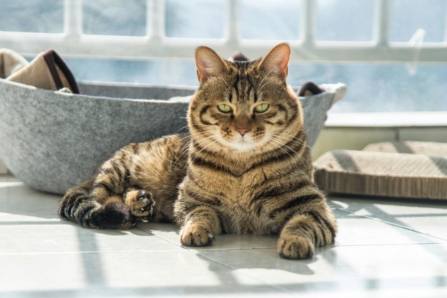 Ein Sonnenplätzchen auf dem Balkon genießt auch die Katze. Aber sicher sollte es für sie dort sein.