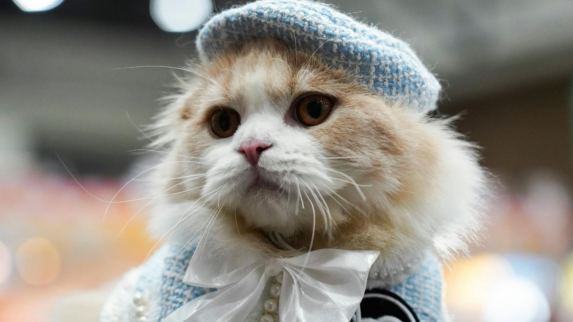 Eine verkleidete Katze, fotografiert auf der Thailand International Pet Variety Exhibition.