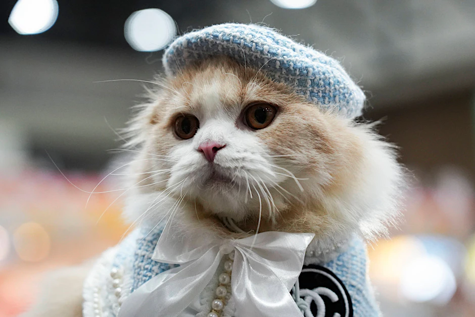 Eine verkleidete Katze, fotografiert auf der Thailand International Pet Variety Exhibition.