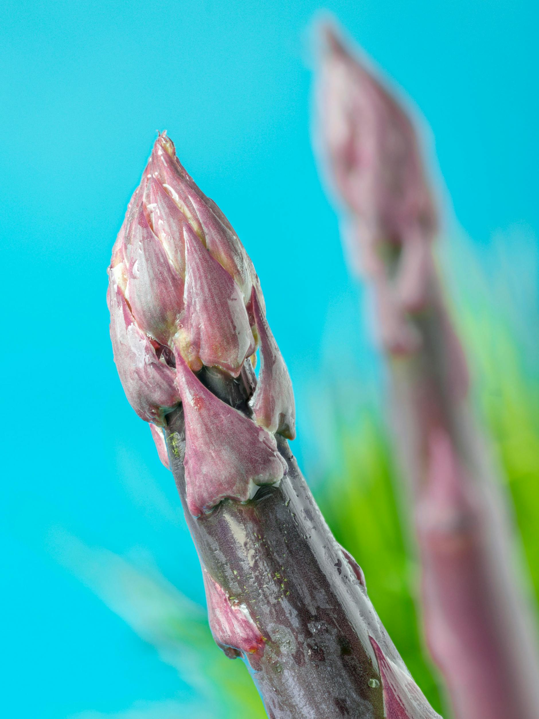 Violetter Spargel: Isst hierzulande kaum einer, sollten Sie aber mal ausprobieren.