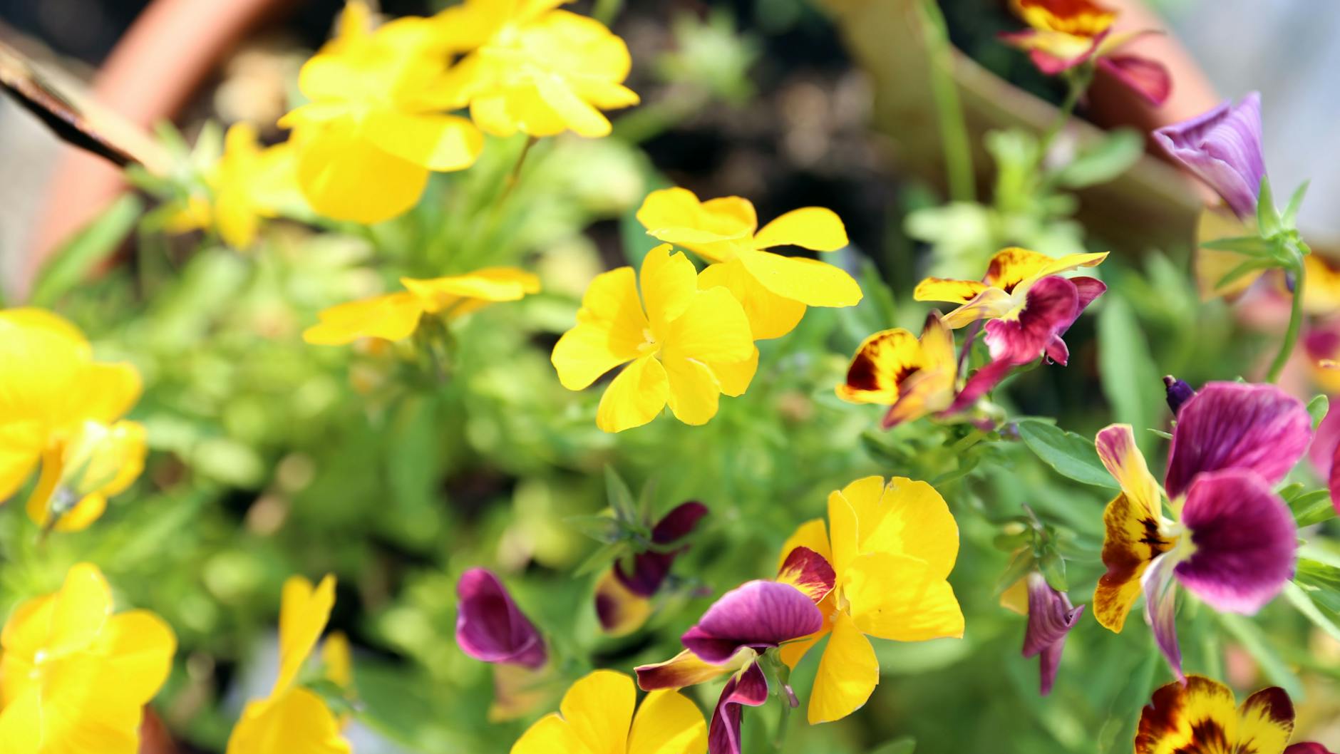 Hornveilchen (Viola cornuta) eignen sich zur Bepflanzung auf einem Katzenbalkon. Sie sind für die Stubentiger nicht giftig.