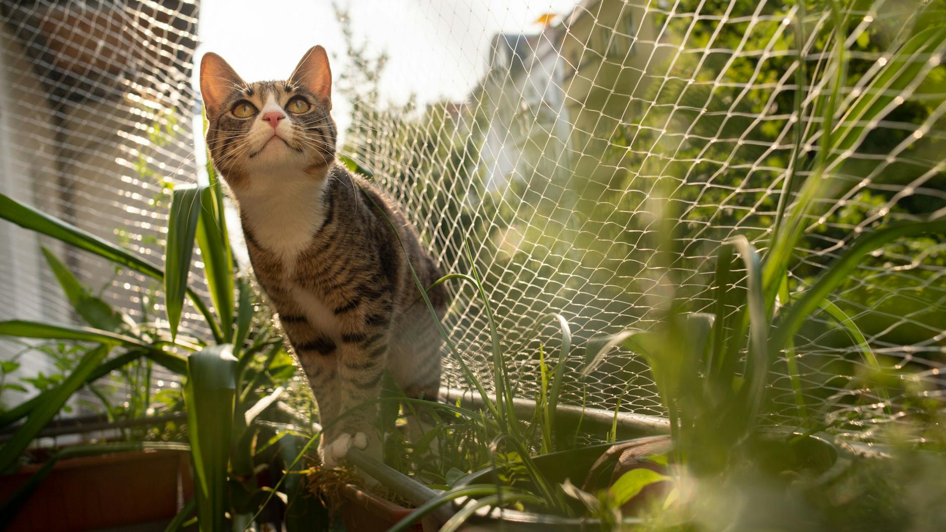 Der Sicherheit der Katze zuliebe, nehmen ihre Besitzer auch das Netz auf dem Balkon in Kauf.
