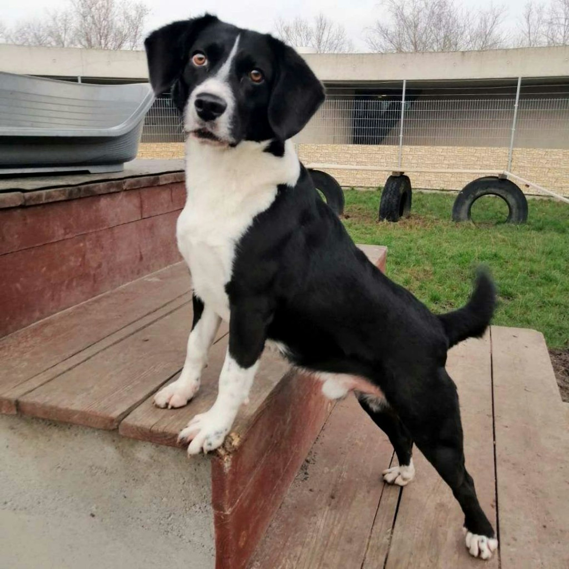 Bis Leo Vertrauen fasst, dauert es eine Weile - doch dann vertraut er seinen Haltern bedingungslos.