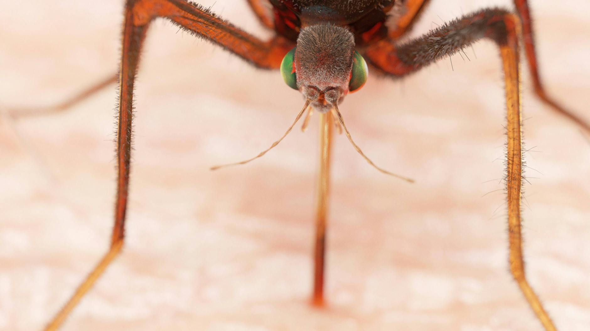 Malaria wird von Mücken übertragen.