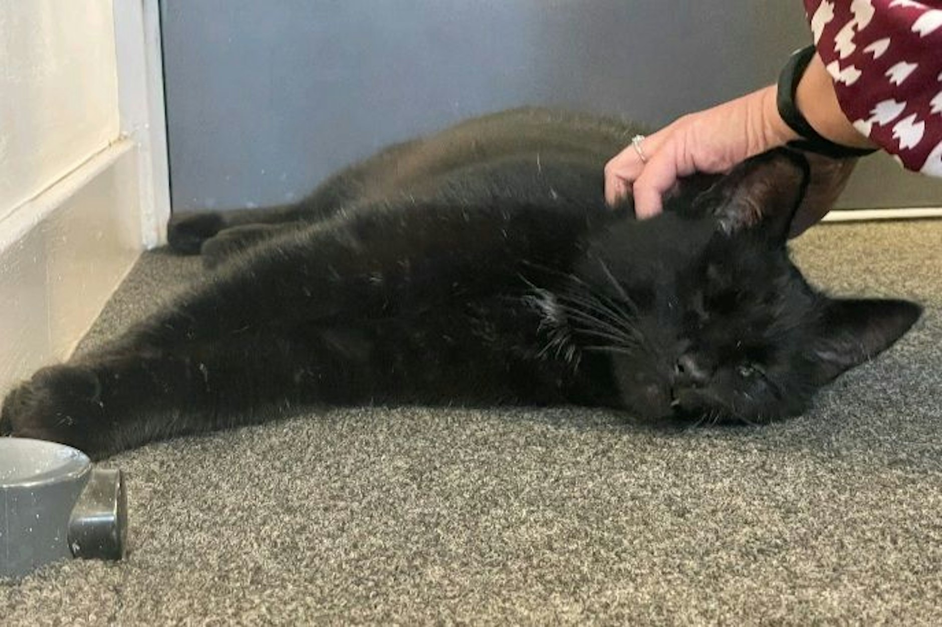 Kater „Dexter“ ist wieder zu Hause.