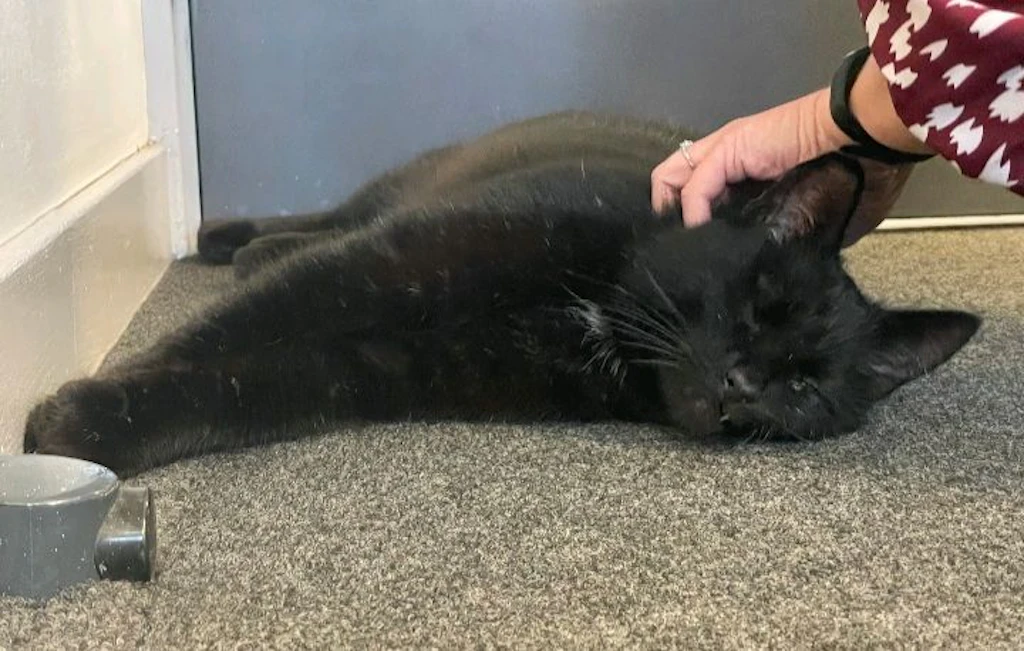 Nach fünf Jahren – vermisster Kater auf Bohrinsel entdeckt