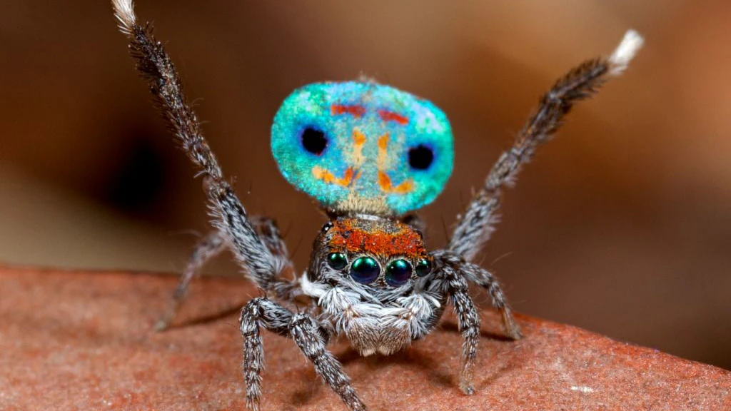 Eine männliche Pfauenspinne, Maratus amabilis, hebt die Beine und den gemusterten Hinterleib beim Balz nach oben.