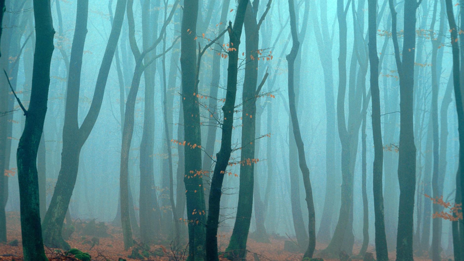 Ein Wald voller Rotbuchen: Diese Art wurde für 2022 zum Baum des Jahres erklärt.