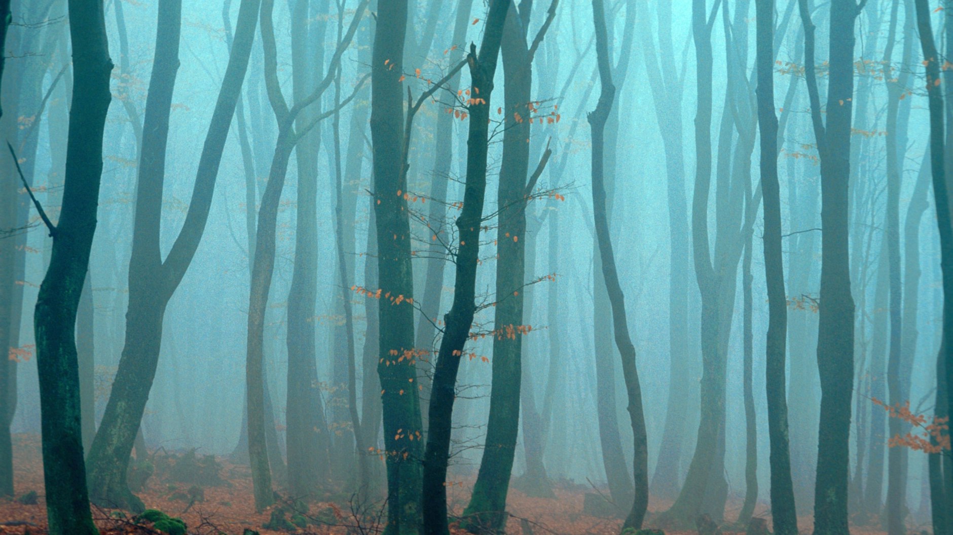 Ein Wald voller Rotbuchen: Diese Art wurde für 2022 zum Baum des Jahres erklärt.