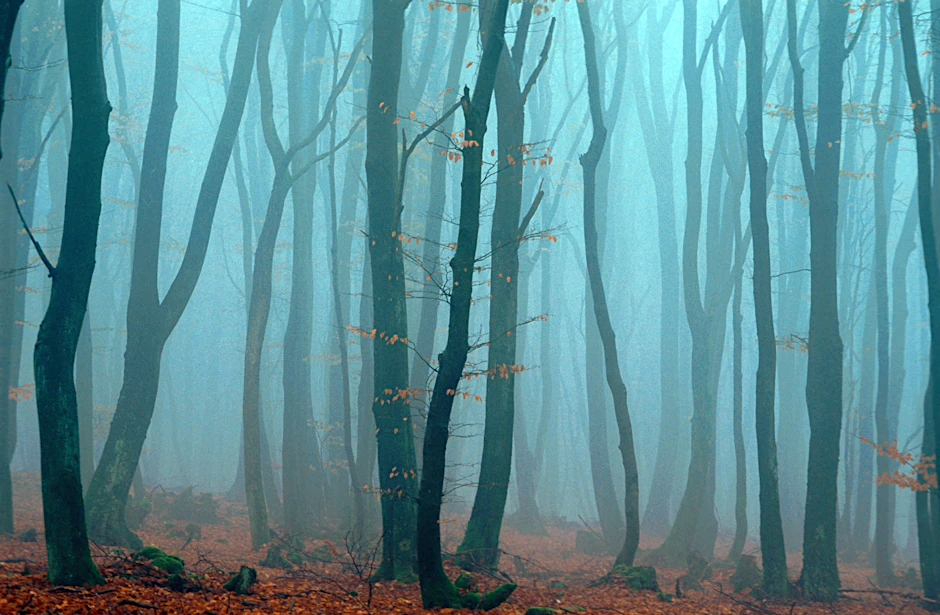 Ein Wald voller Rotbuchen: Diese Art wurde für 2022 zum Baum des Jahres erklärt.