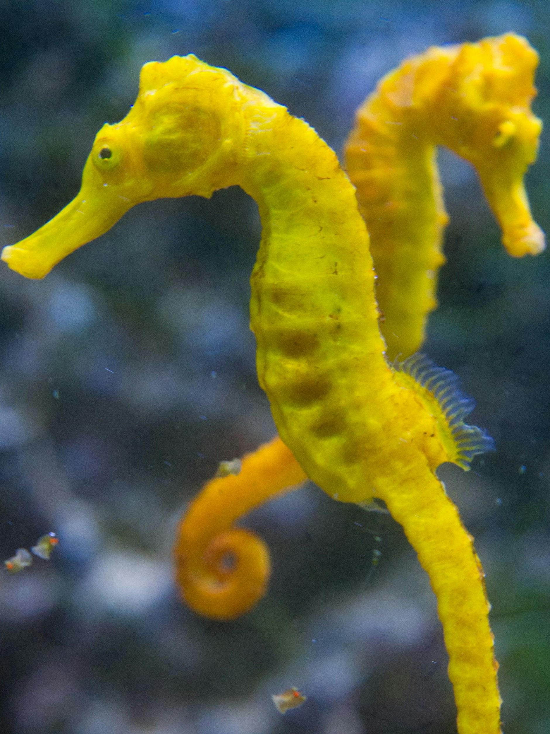 Seepferdchen leben monogam, mit ihrem Tanz stärken sie ihre Bindung.