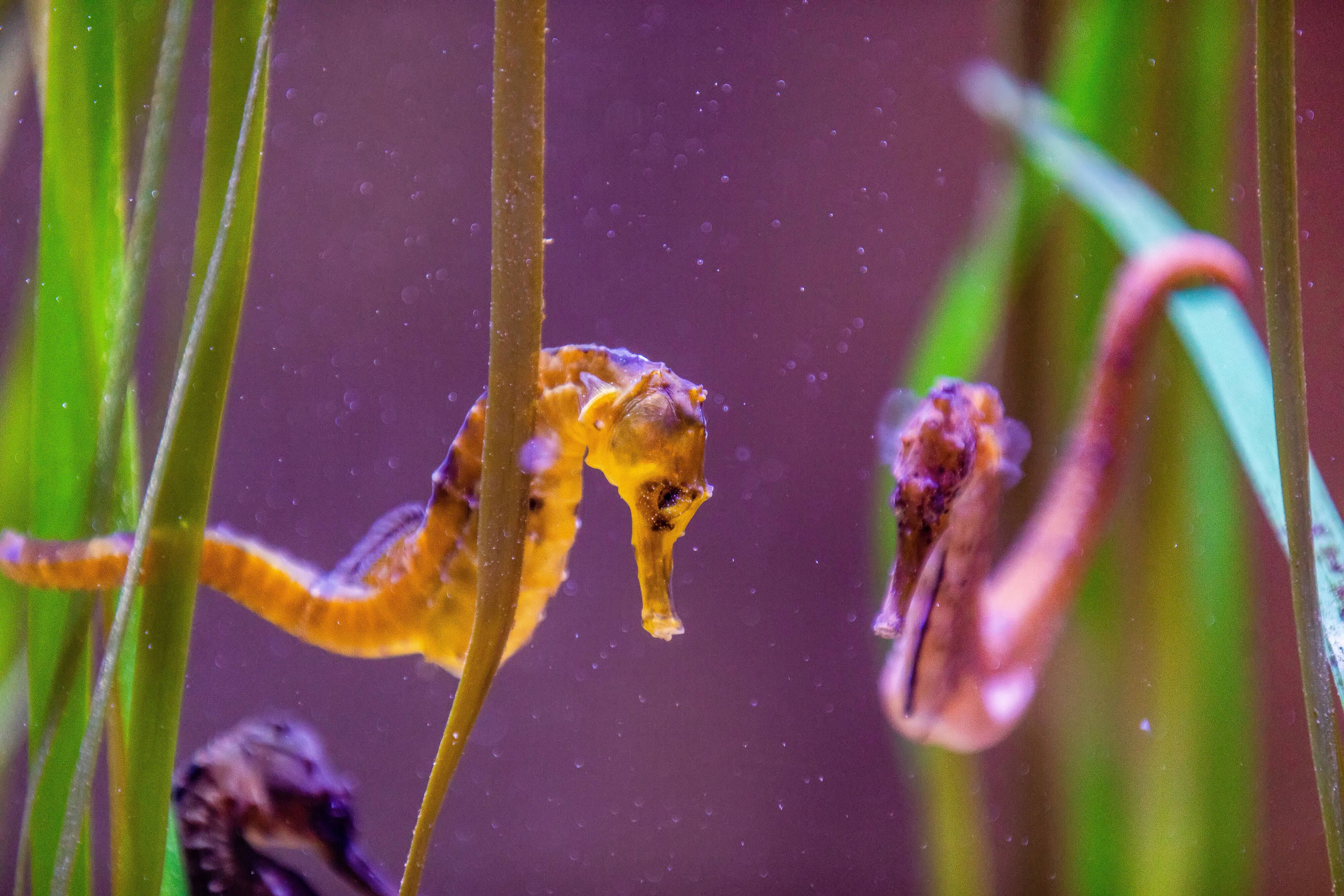 Wenn Seepferdchen Walzer tanzen ... Auch Tiere haben Rhythmus im Blut. Lesen Sie mal, welche Moves sie draufhaben