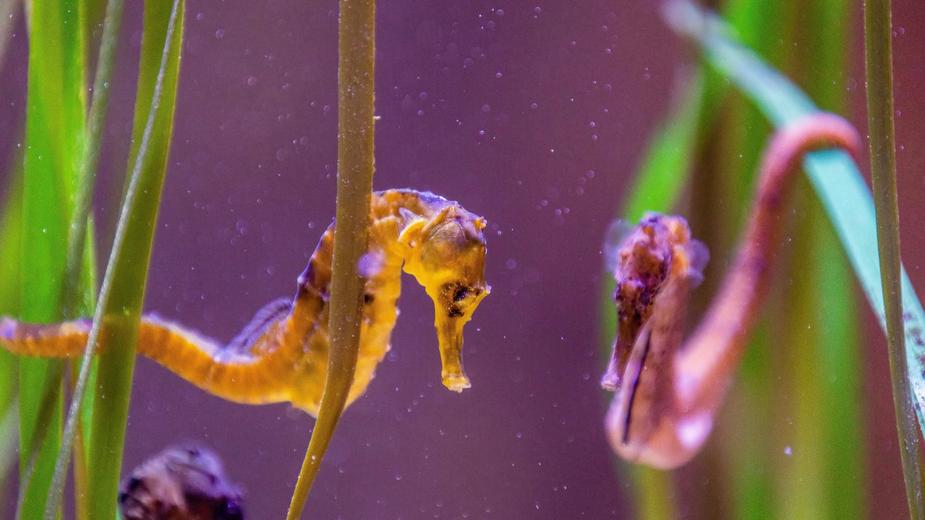 Seepferdchen-Pärchen schwingen zur Begrüßung hin und her, der elegante Tanz erinnert an einen Walzer.