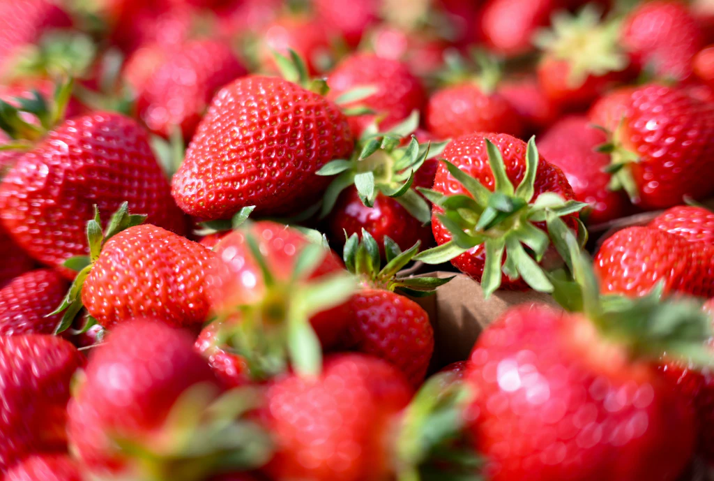 Video-Experiment: Verstecken sich in Erdbeeren wirklich Krabbeltiere?