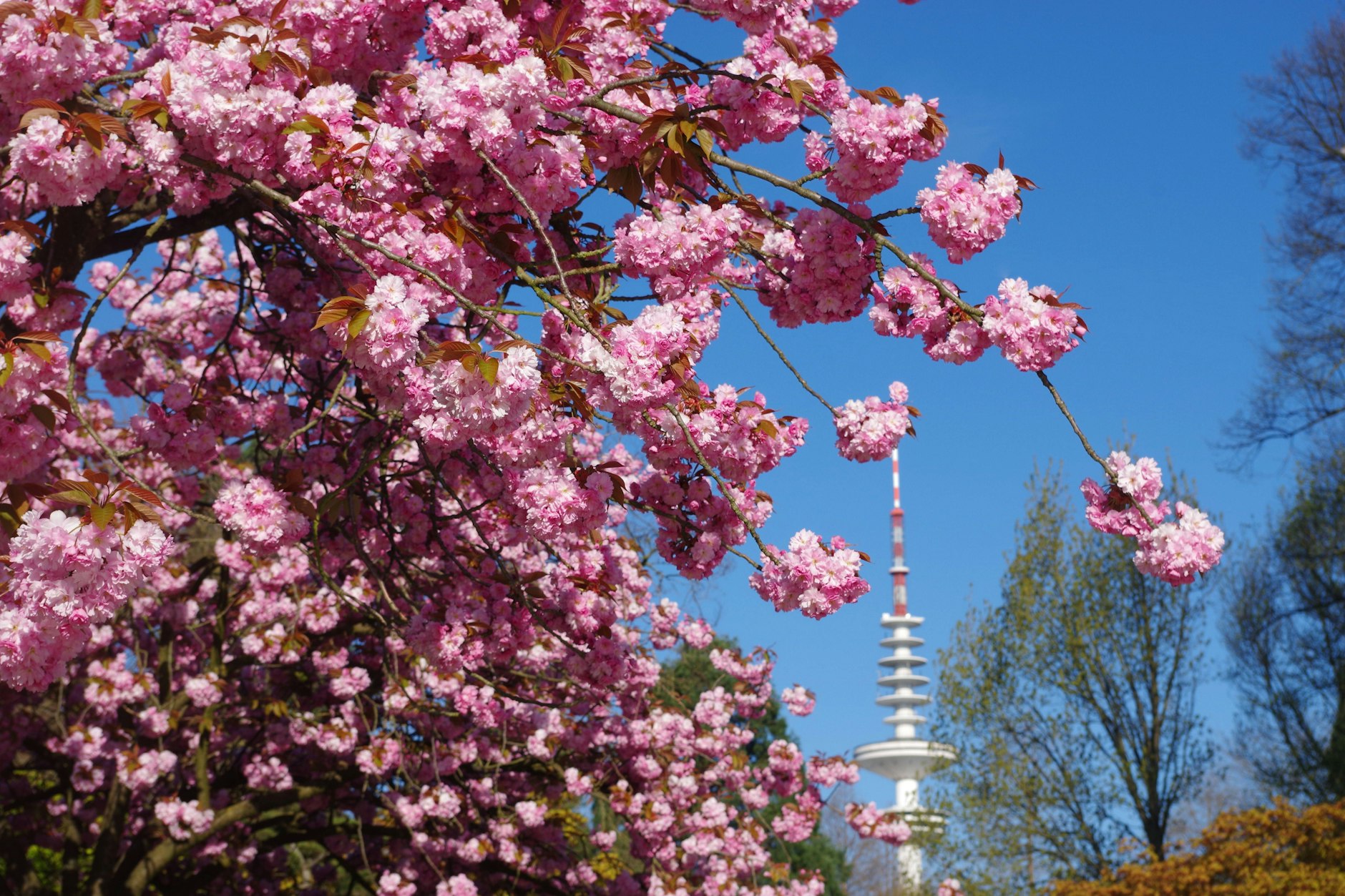 Ein Frühlingstag in Hamburg: Kirschblüten blühen am Eingang zum Park Planten un Blomen. In den kommenden Tagen wird das Wetter noch schöner.