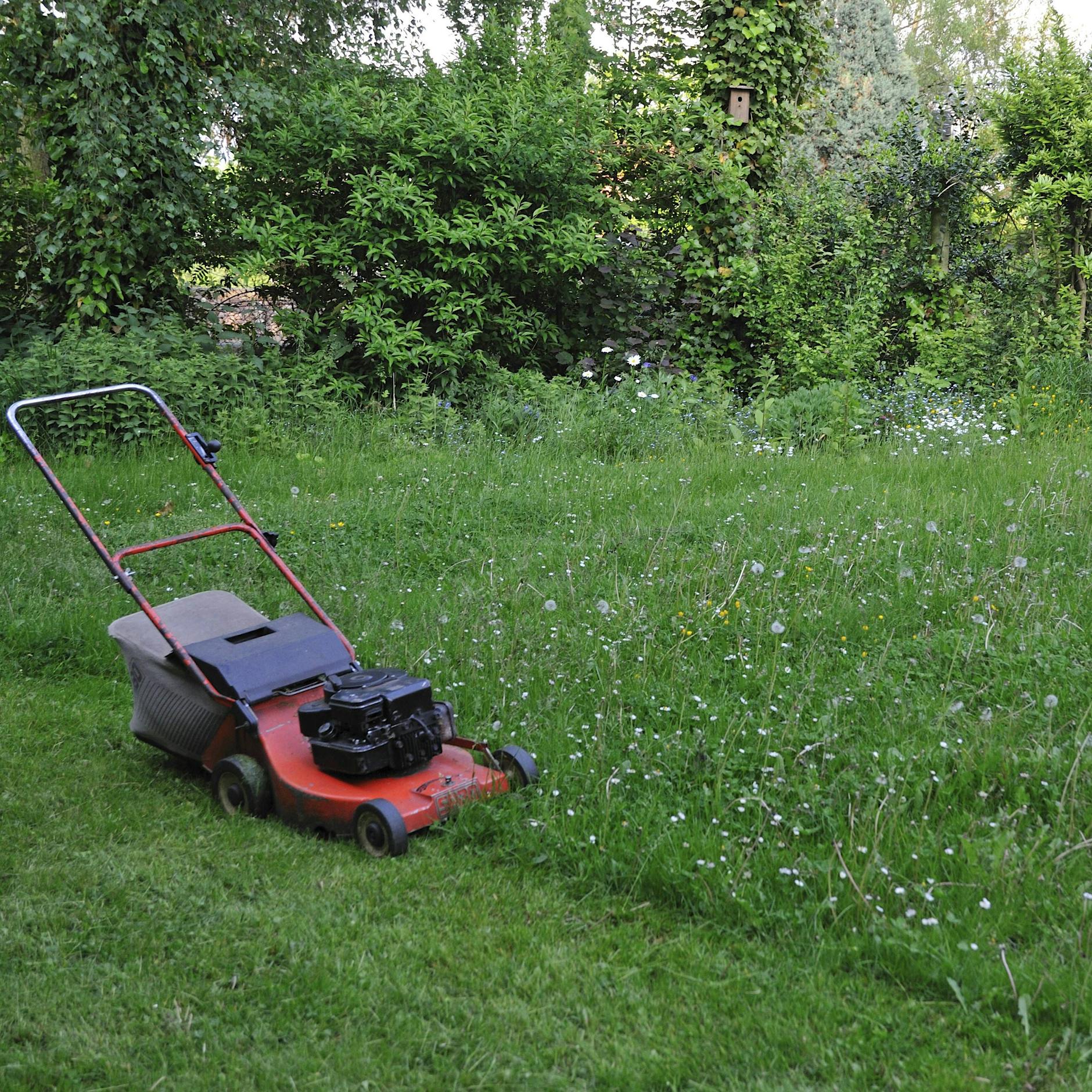 Warum Sie jetzt im Mai den Rasen NICHT mähen sollten