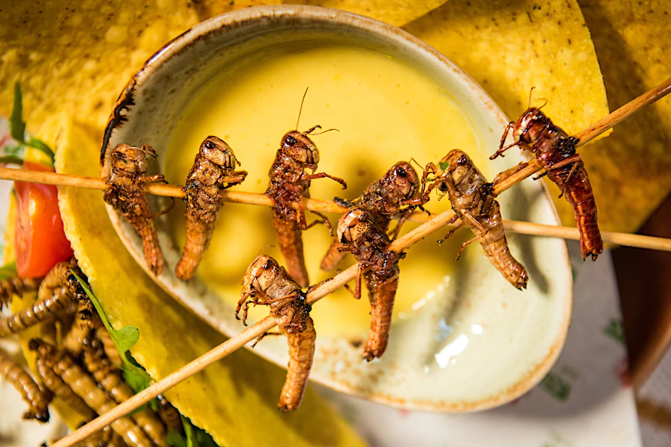 Insekten und Labormilch: die Vorteile von optimierter Ernährung