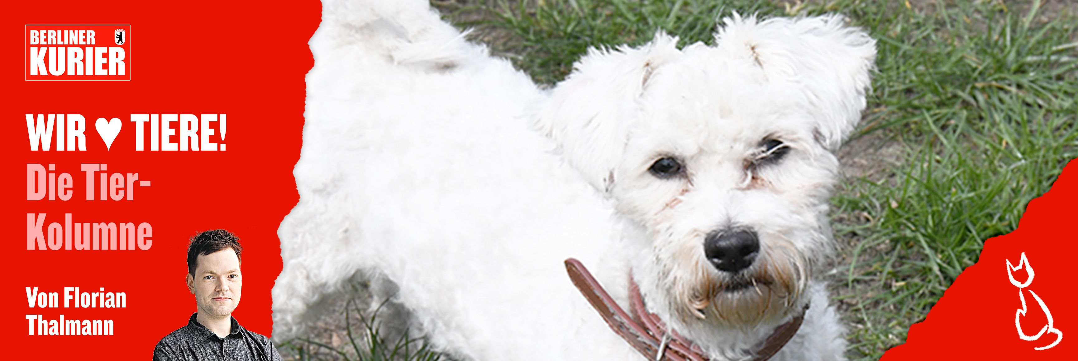 Herzloses Berlin: Warum werden so viele Tiere ausgesetzt? Diese süßen Hunde, Katzen und Kaninchen suchen ein Zuhause!