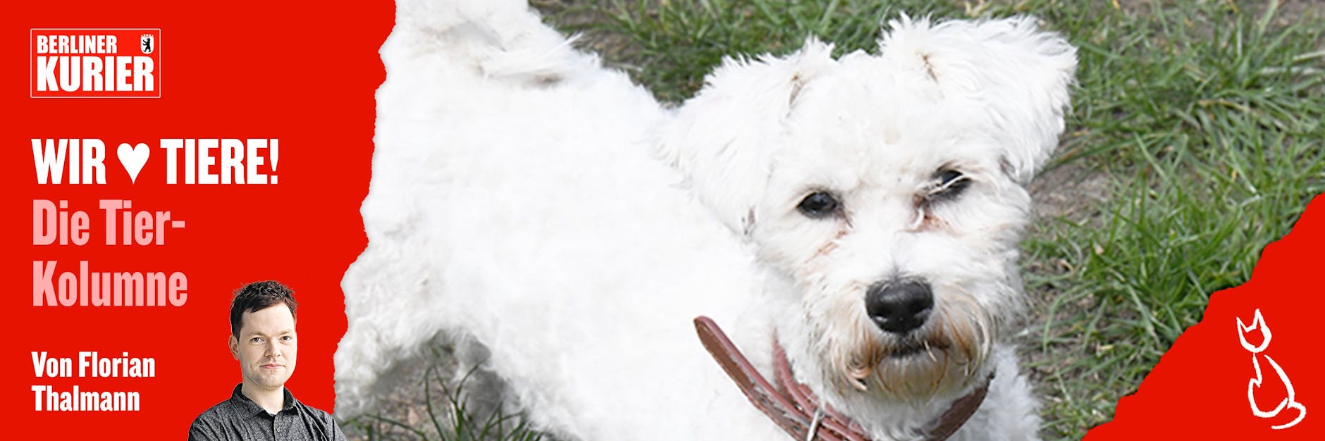 Hündin Ella wurde in Wedding vermutlich aus einem Auto geworfen, später landete sie im Tierheim.