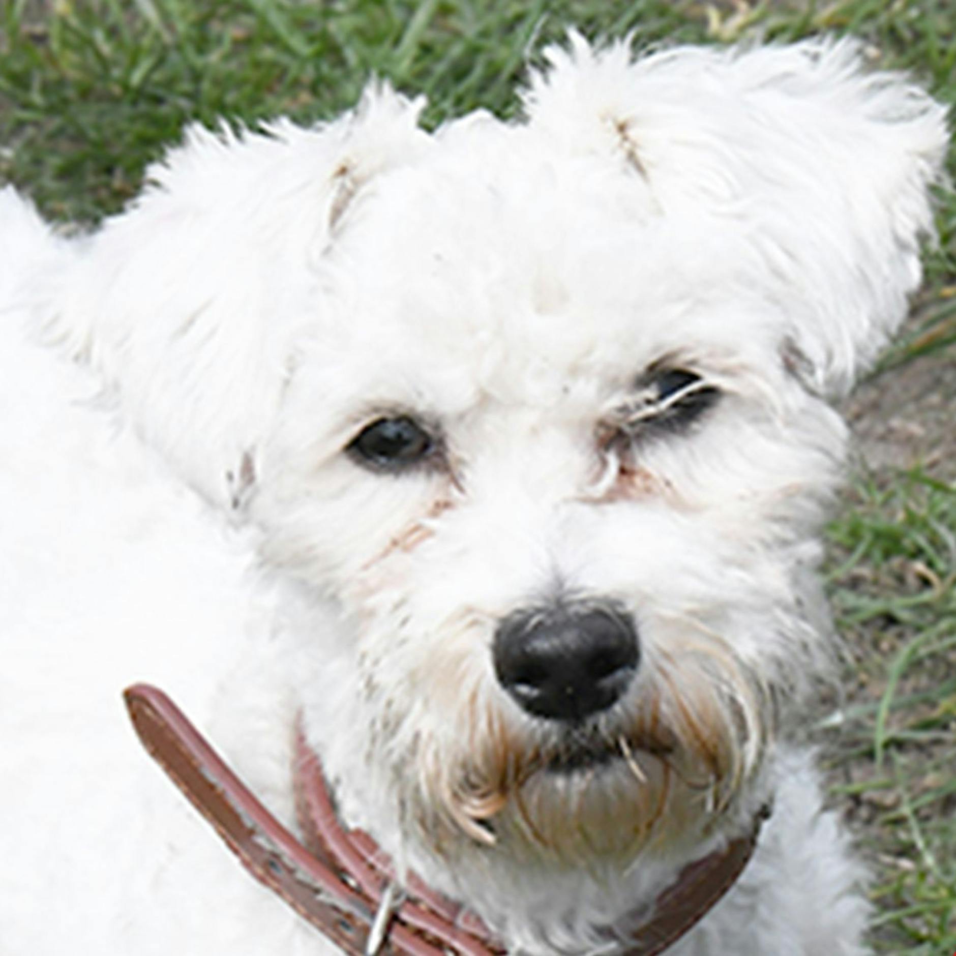 Herzloses Berlin: Warum werden so viele Tiere ausgesetzt? Diese süßen Hunde, Katzen und Kaninchen suchen ein Zuhause!