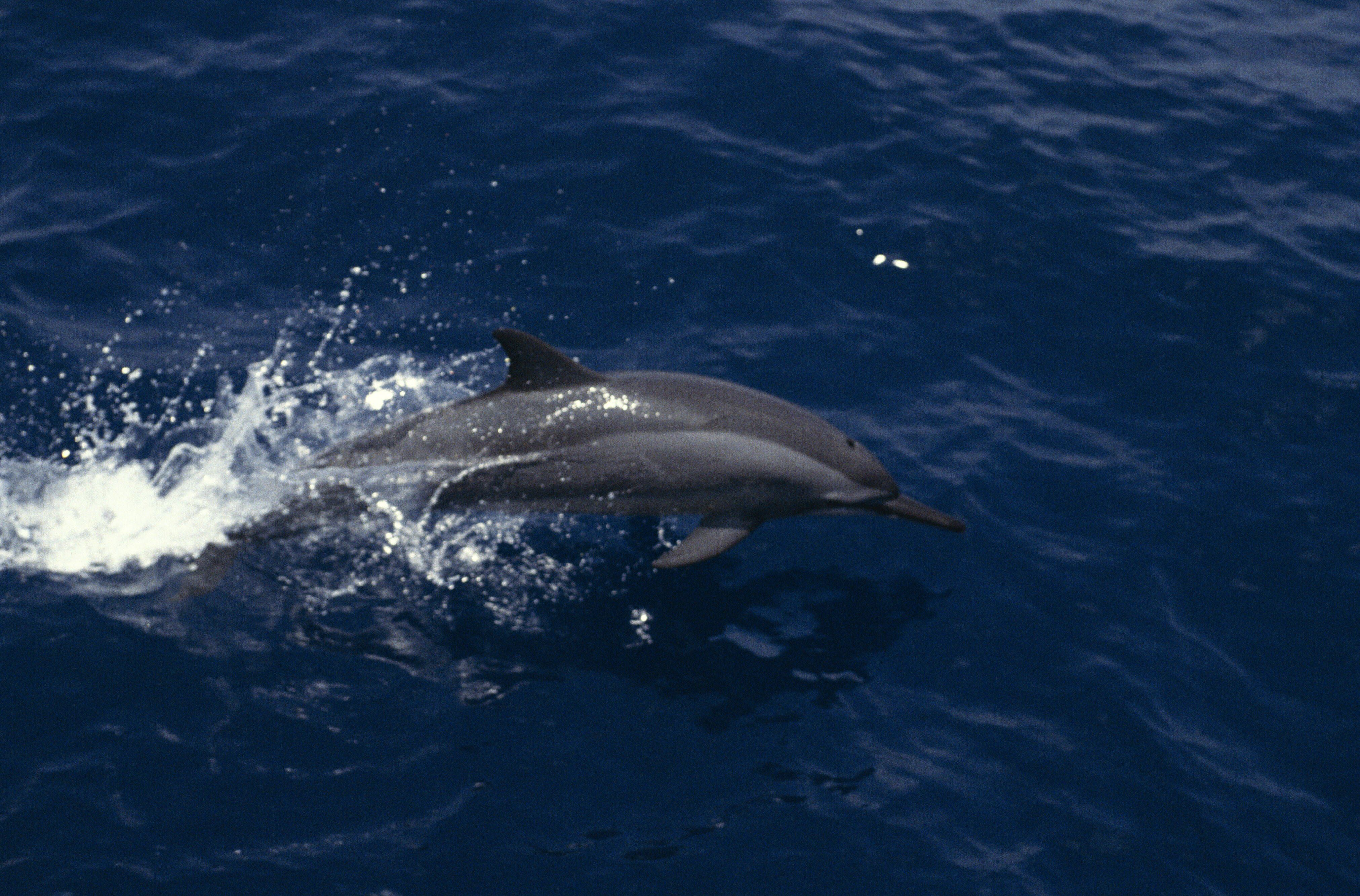 Image - Ukraine-Krieg: Russland setzt Delfin-Armee zum Schutz der Schwarzmeerflotte ein