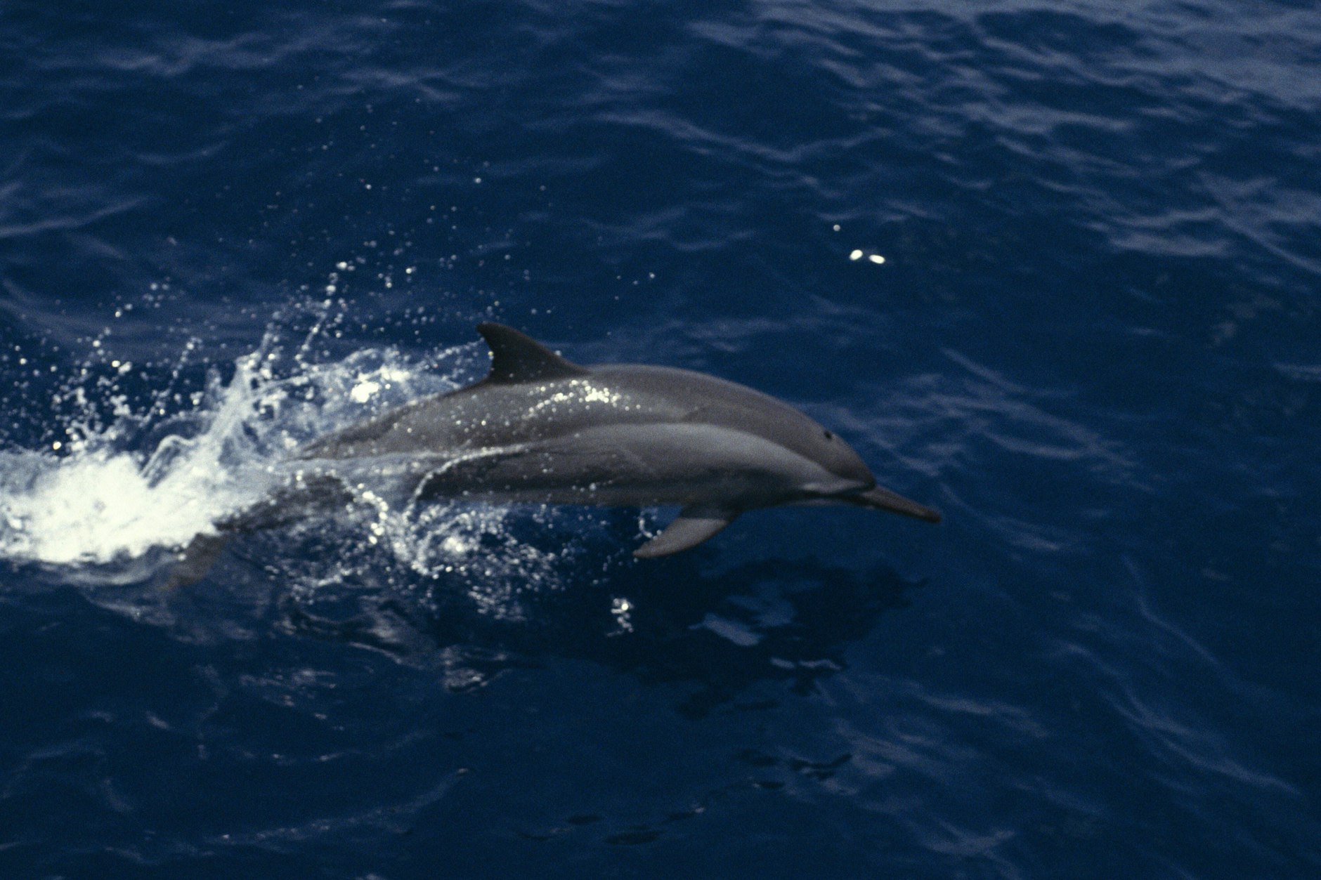 Im Kampfeinsatz: Delfine sollen die russische Schwarzmeerflotte beschützen.