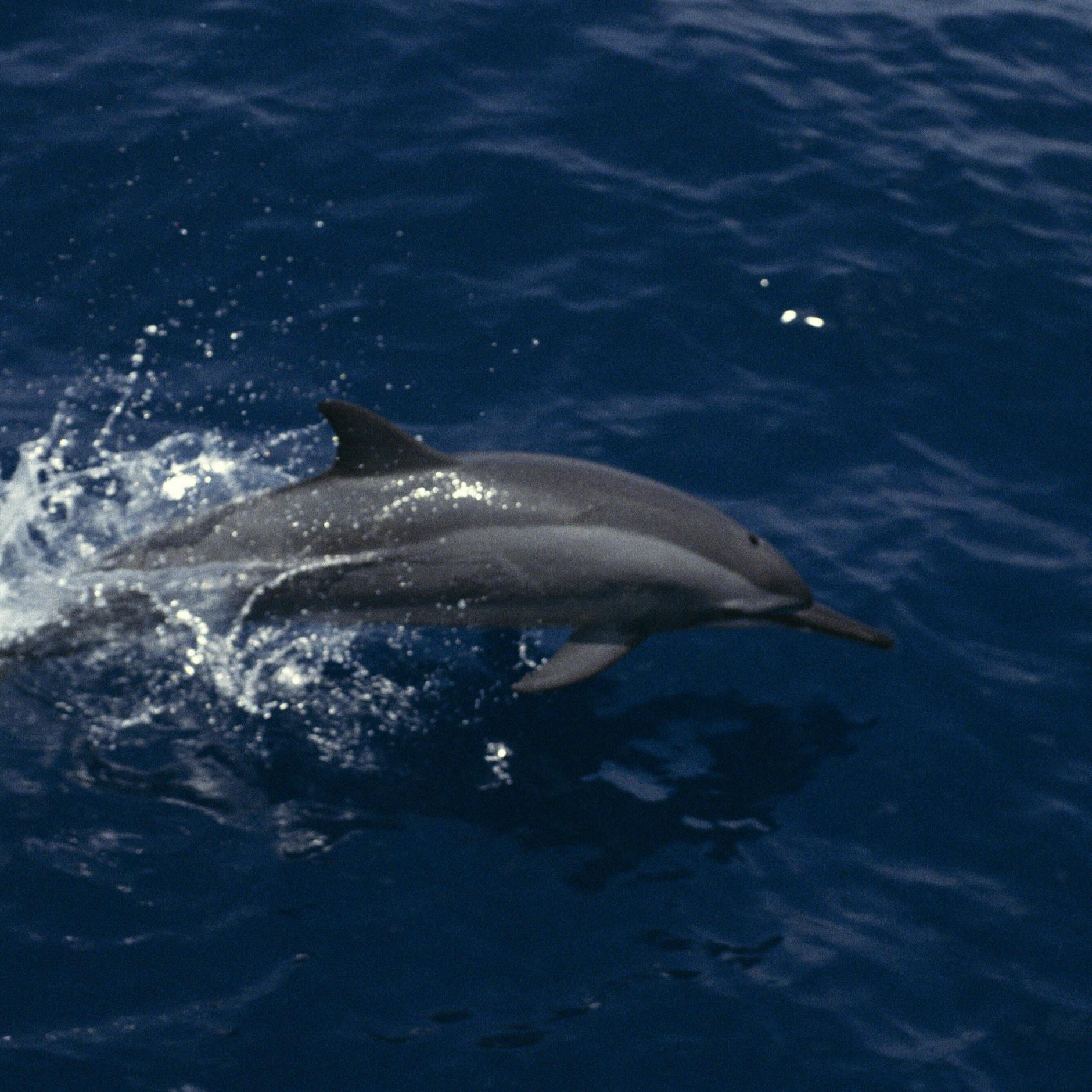 Ukraine-Krieg: Russland setzt Delfin-Armee zum Schutz der Schwarzmeerflotte ein