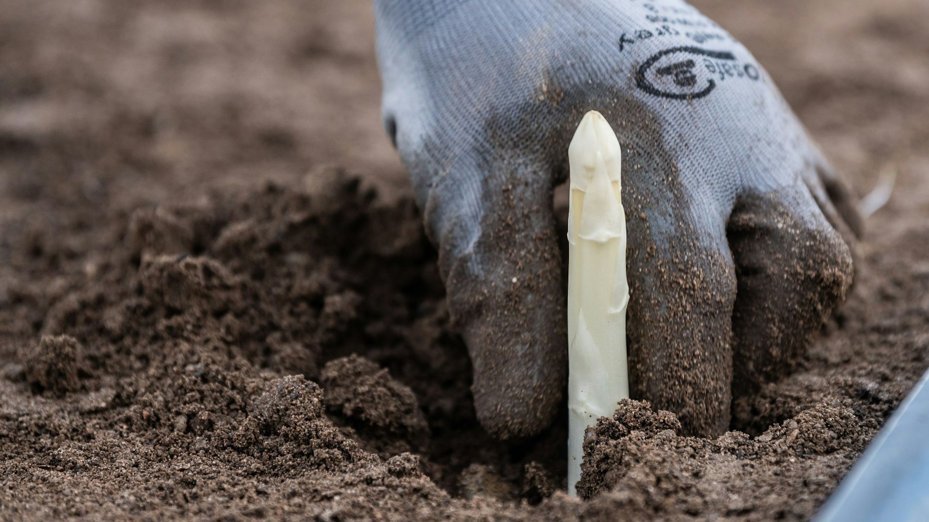 Phallische Prahlereien kommen weder beim Gemüse noch bei Körperteilen gut an.