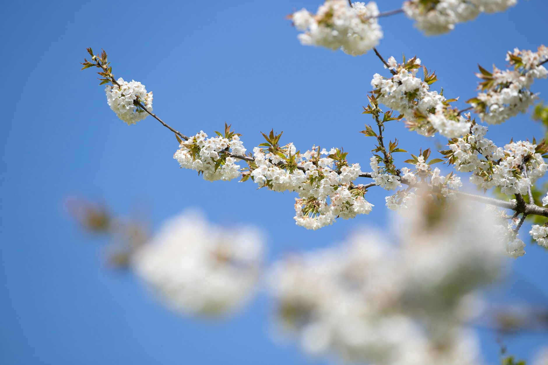 Die Blüten von einem Apfelbaum blühen an einem Zweig. Der Frühling ist bisher viel zu trocken. Und das Wetter wird kaum nasser.