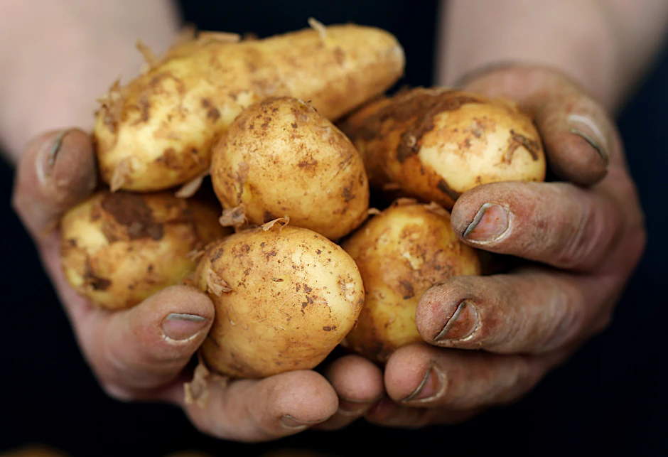 Die Deutschen lieben ihre Kartoffeln - roh einfrieren sollte man die Knollen aber auf keinen Fall.