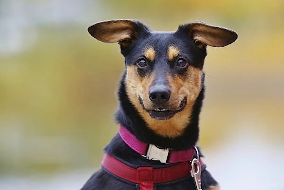 Tierheim-Hündin Rosel sucht aktuell ein neues Zuhause. Wer adoptiert die süße Hündin trotz ihres Handicaps?